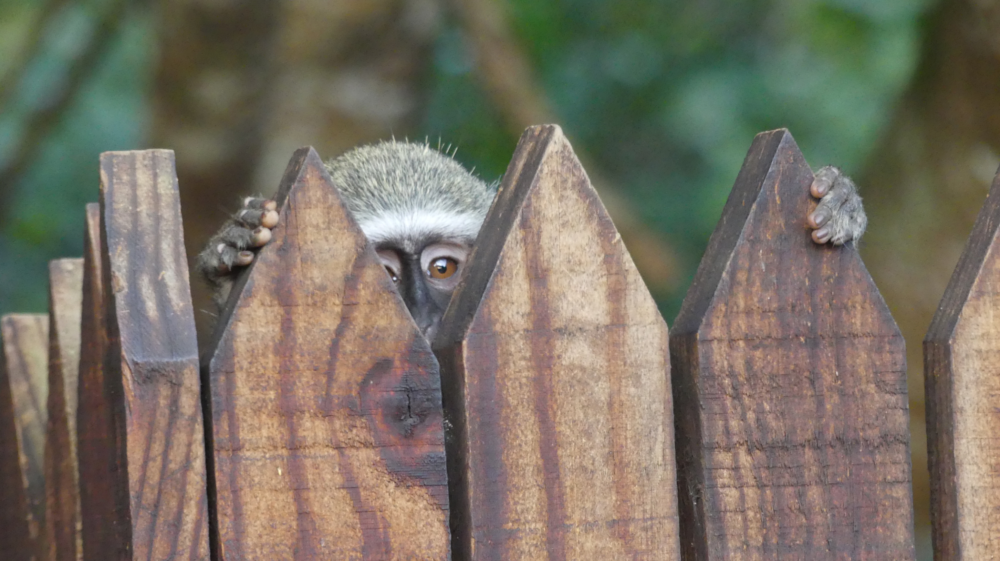 Vervet Monkey